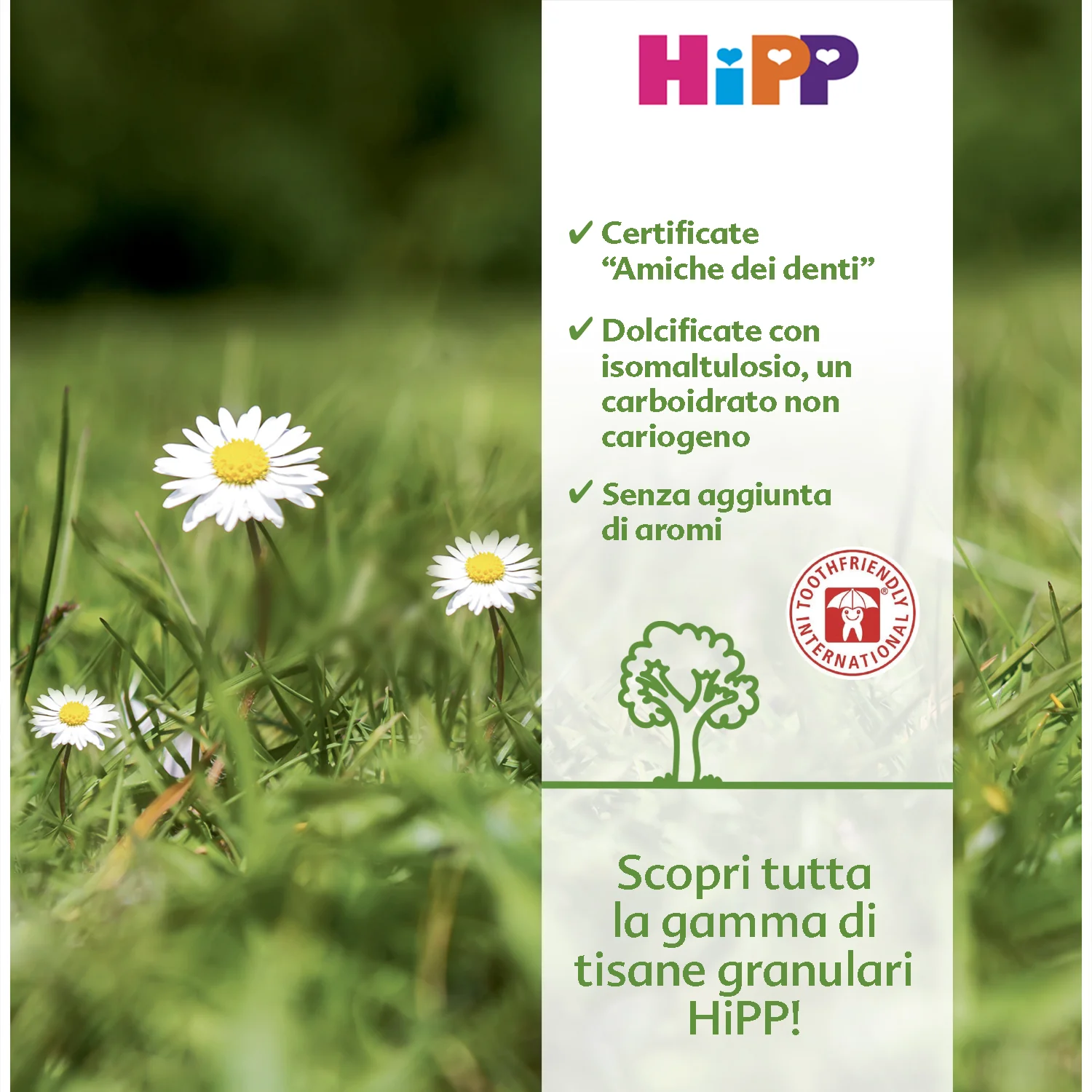 Hipp - Camomilla: Confezione 200 gr - Image 2