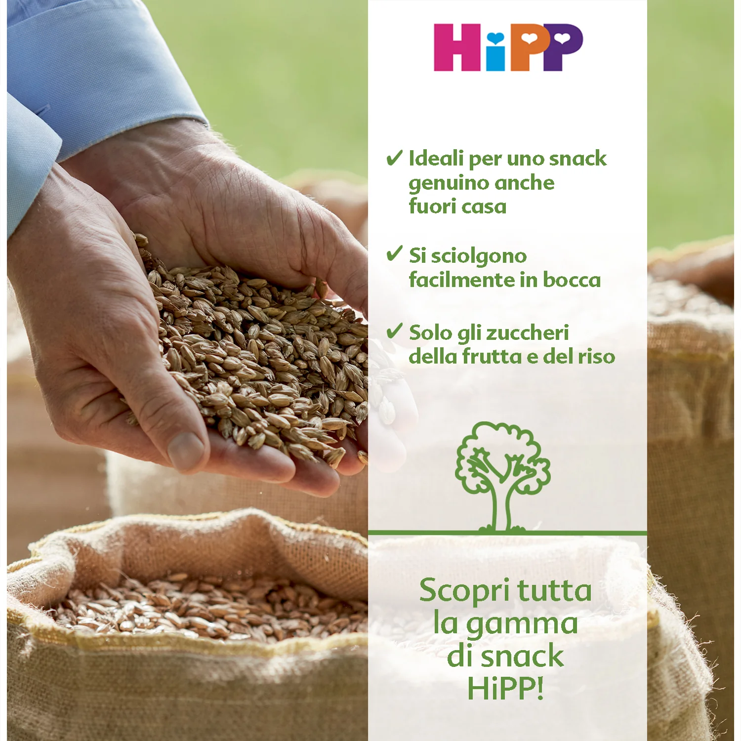 Hipp - Gallette Di Riso Mela: Confezione 35 gr - Image 2