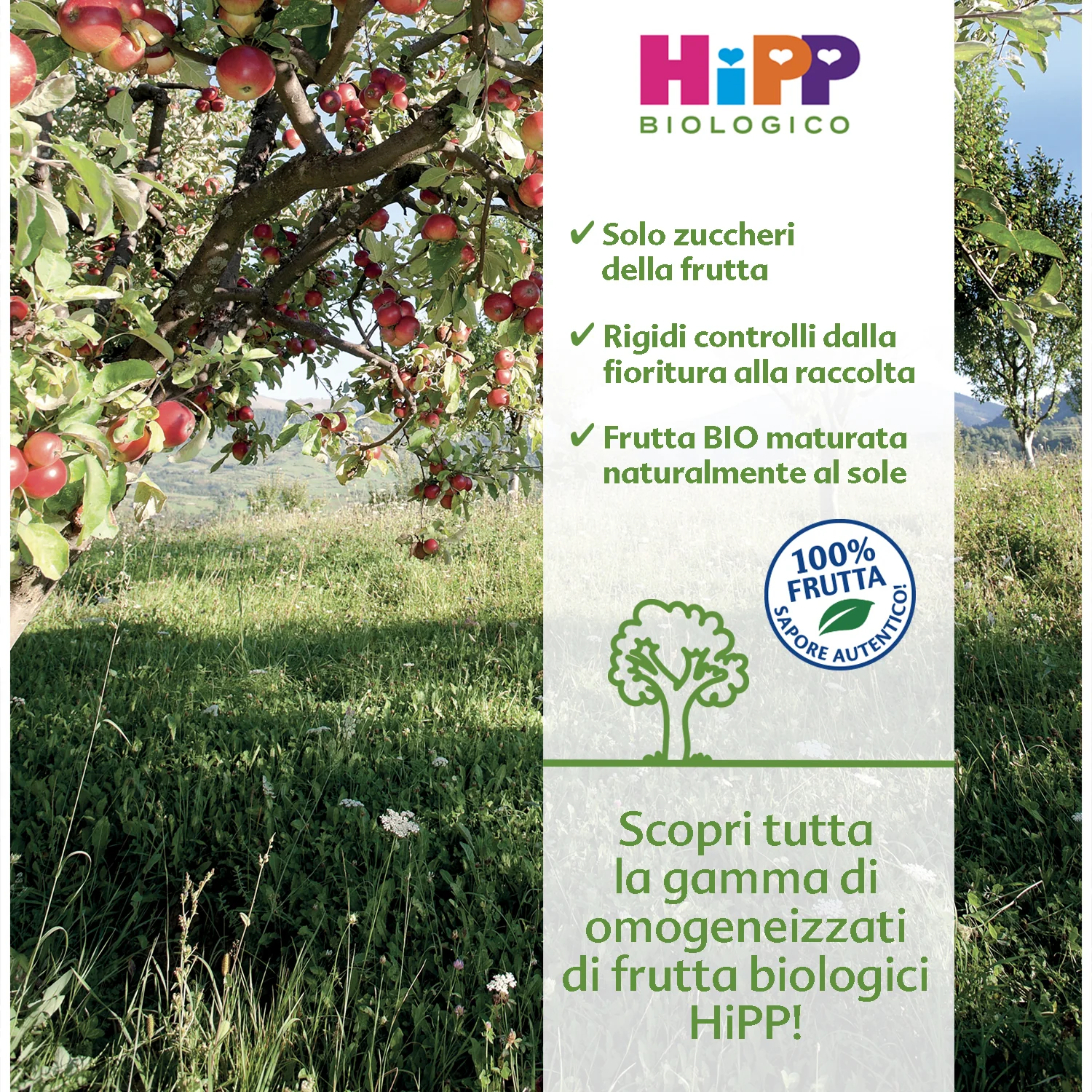 Hipp - Omogeneizzato Tesori Di Frutta Mela Fragola E Lampone: Confezione 160 gr - Image 2
